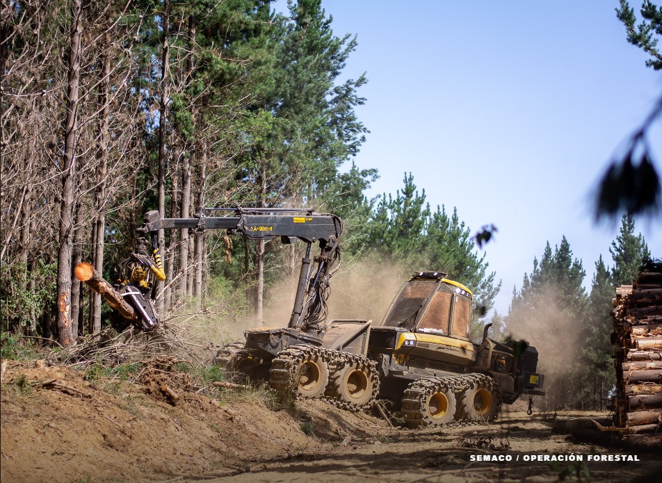 Harvester trabajando en cosecha forestal