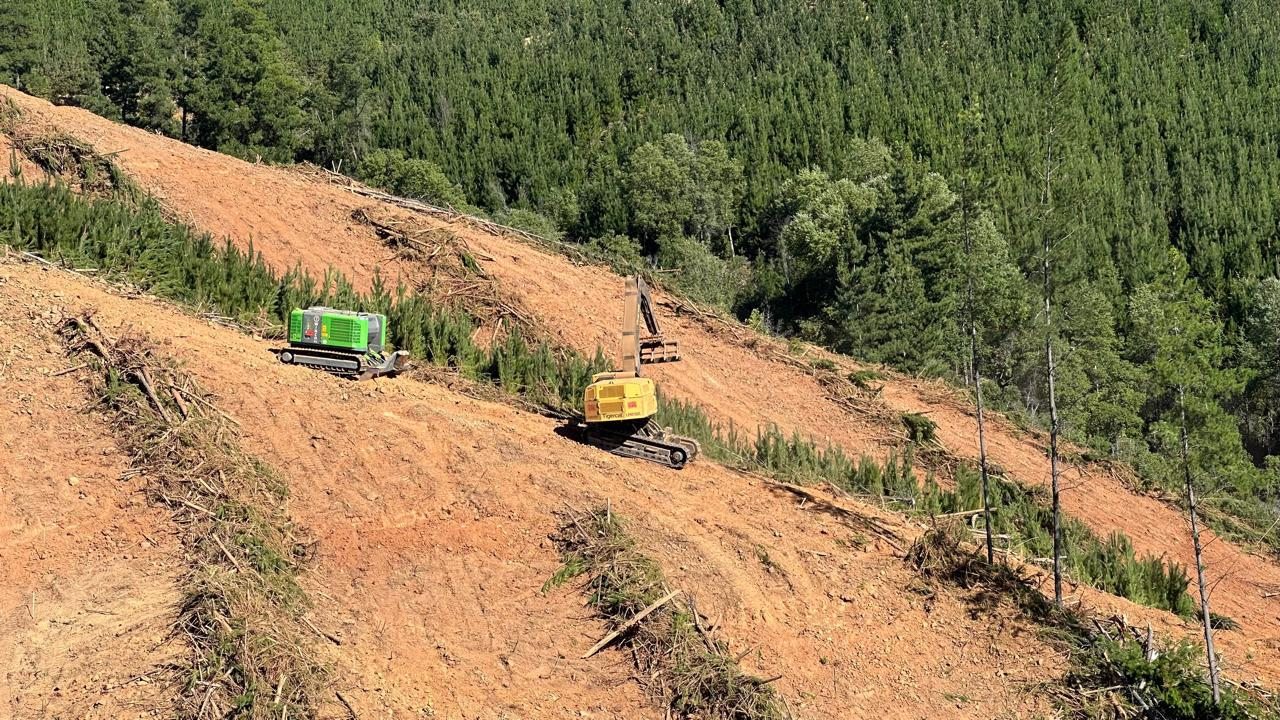 Forestal