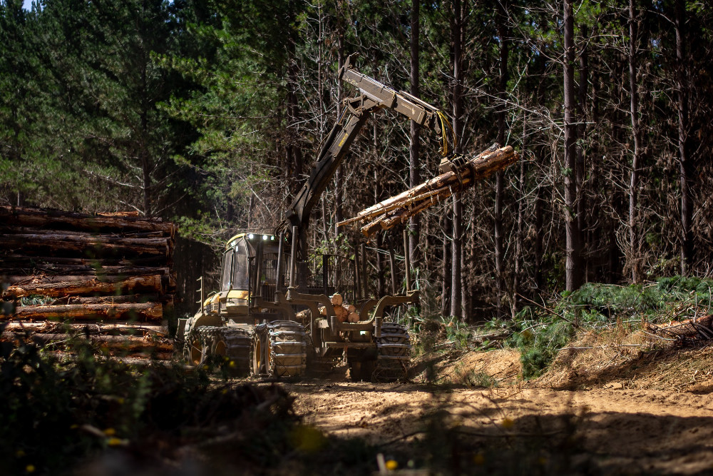 Forwarder cargando rollizos en una faena de cosecha