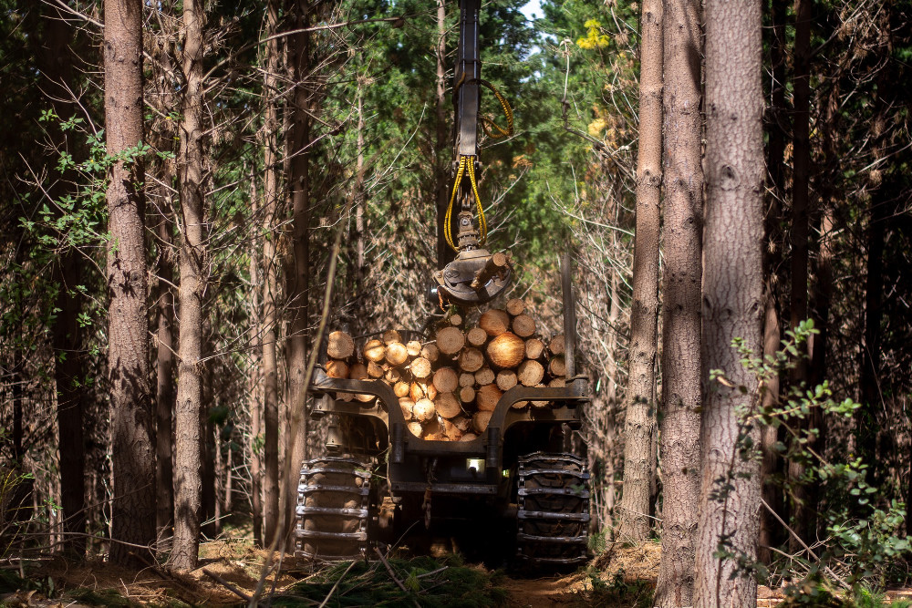 Forwarder operando entre árboles en terreno forestal